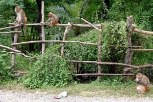Monkeys quenching their thirst from rainwater accumulated on the roadside near Daman-e-Koh in the federal capital