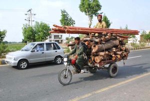 A man balancing him atop stacked logs and bamboo as a delivery man pedals his tricycle loader through the city streets.