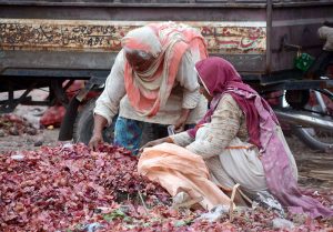 Nomad women busy gathering usable onions from discarded produce at a local vegetable market.
