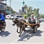 A nomad woman accompanied by her child drives a donkey cart along University Road