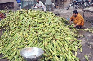 A vendor arranges a heap of the finest quality of freshly harvested corn at a local grain market.