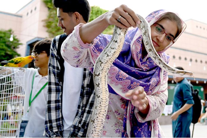 A women holding a Snake during Pets Show on the occasion of the Pakistan Independence Day & Marka-E-Haq Grand Celebrations at Arts Council of Pakistan