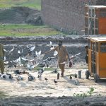 Pigeon keepers train their birds on the outskirts of the city, keeping alive the centuries-old tradition of pigeon flying