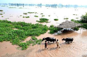A man wade through the water flooded area of Mandi Faizabad district Nankana
