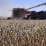 Australian scientists target frost losses threatening wheat industry