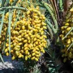 Climate-smart technologies protect DIKhan’s Dhakki dates from monsoon losses