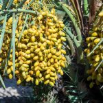 World-famous Dhakki date season opens, promising boost for DIKhan’s rural economy