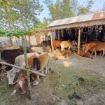 Fodder distributed in flood-hit Gujrat areas
