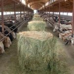 Kyrgyz enterprises seek to import meat from Mongolia