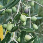 Pakistan achieves capacity to produce 3m olive plants annually