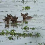 Wildlife Rangers rescue 8 deer in flood-hit areas