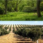 Large-scale tree plantation, Green Initiatives, rapidly reducing environmental impact