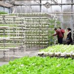 190 Pakistani students arrive in China for cutting-edge agri training