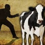 Three cattle thieves arrested