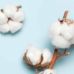 New cotton variety poised to revolutionize Pakistan's cotton sector