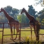 Lahore Zoo, Safari Park ready to welcome 12 giraffes