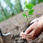 PDA, ETEA join hands for Independence Day plantation campaign