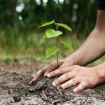 Sukkur Mayor vows to plant trees in new year