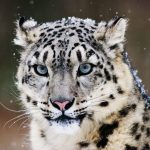 Pakistan ranks 4th globally with 167 snow leopards in landmark population survey
