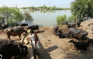 Flood-hit farmers battle fodder crisis as prices skyrocket