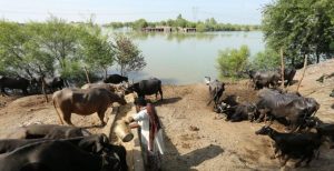 Triple Crisis: submerged fields, soaring prices, starving livestock leave farmers helpless