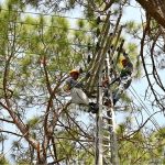 IESCO workers are busy installing new electric wires on poles along the Islamabad Expressway near Zero Point