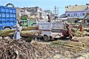 Labourers are busy unloading bundles of sugarcane from a delivery truck at Fruit Market in Federal Capital.