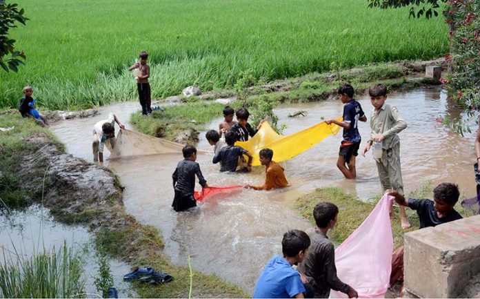Children attempt to catch fish using pices of colthes in floodwaters at Bhuwana Tehsil near the Chenab River, after flash floods swept through and damaged nearby fish farms