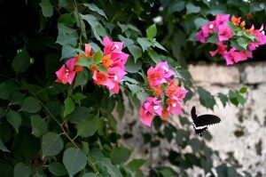 A butterfly sits on a flower by the road in sector I-10/4 of the Federal Capital.