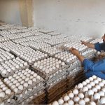 A shopkeeper busy in arranging and displaying eggs at his shop