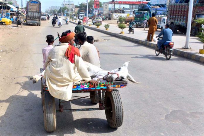 A donkey cart holder on the way loaded with donkey on the cart at Jail Road