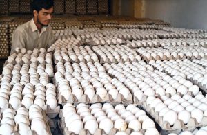 A shopkeeper busy in arranging and displaying eggs at his shop