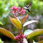A mydas fly hovers over a flower to collect nectar at a local garden