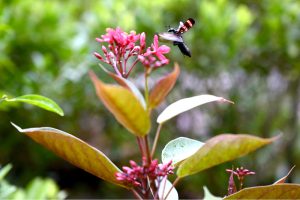 A mydas fly hovers over a flower to collect nectar at a local garden