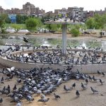 A flock of pigeons picking food at cantonment graveyard, Latifabd Road.