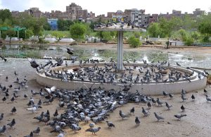 A flock of pigeons picking food at cantonment graveyard, Latifabd Road.