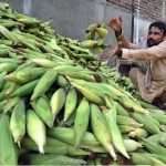 A vendor arranging and displaying corn cobs to attract the customers at Lahori Chowk