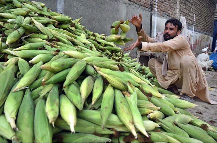 A vendor arranging and displaying corn cobs to attract the customers at Lahori Chowk