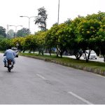 An attractive and eye-catching view of seasonal flowers flourishing and blooming on the greenbelt trees in the Federal Capital.