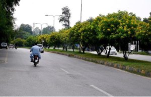 An attractive and eye-catching view of seasonal flowers flourishing and blooming on the greenbelt trees in the Federal Capital.