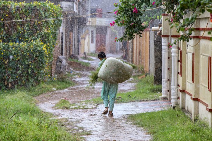 A youngster on the way carries bundle of grass during rain that experienced the Federal Capital during morning time