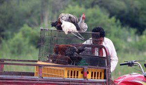 A street vendor displaying country hens on the rear part of his motorcycle to attract customers in the Federal Capital.