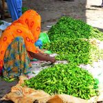 A woman vendor sorts through heaps of fresh green chilies, preparing them for buyers at a vegetable market.
