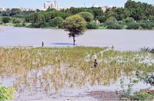 Fodder crops submerged in floodwaters at a Kacha area along the Indus River in Hussainabad.