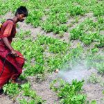 A farmer is busy spraying pesticide on the crop at his farm field.