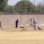 Labourers spreading rice for drying purpose in the field