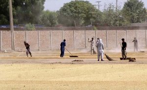 Labourers spreading rice for drying purpose in the field