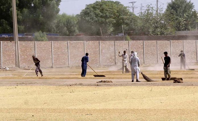 Labourers spreading rice for drying purpose in the field