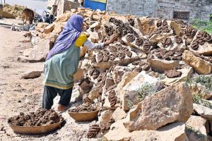 A woman prepares traditional dung cakes for use as fuel on the outskirts of the city.