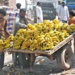 Vendor busy arranging and displaying banana bunches on a donkey cart to attract customers in a local market